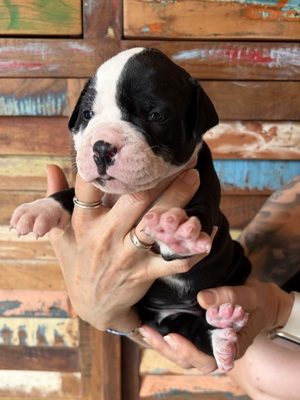 Am. Bulldog Welpen - Hündin