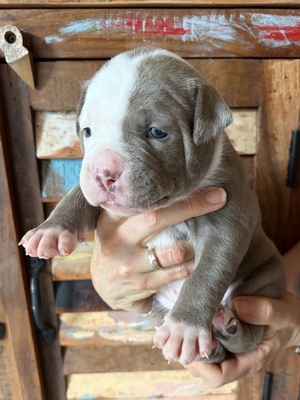 Am. Bulldog Welpen - Hündin