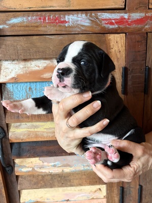 Am. Bulldog Welpen - Hündin