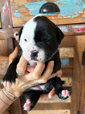 Am. Bulldog Welpen - Hündin