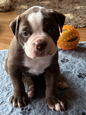 Am. Bulldog Welpen - Hündin
