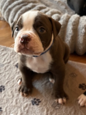 Am. Bulldog Welpen - Hündin
