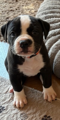 Am. Bulldog Welpen - Hündin