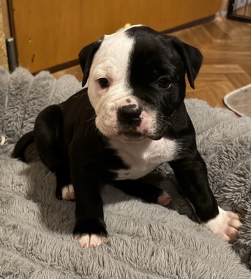 Am. Bulldog Welpen - Hündin