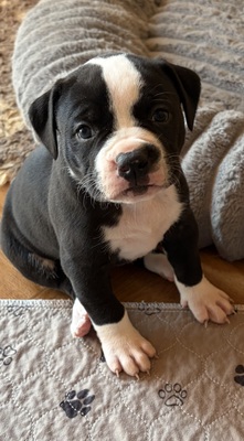 Am. Bulldog Welpen - Hündin
