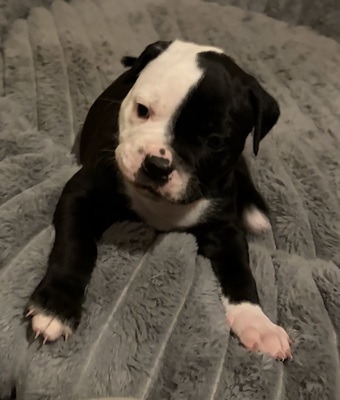 Am. Bulldog Welpen - Hündin