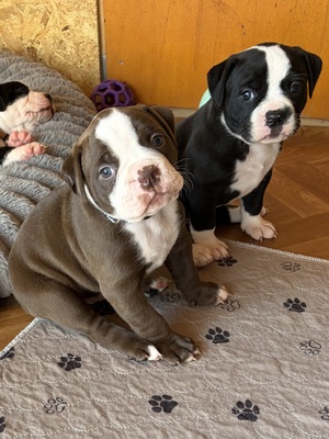 Am. Bulldog Welpen - Hündin