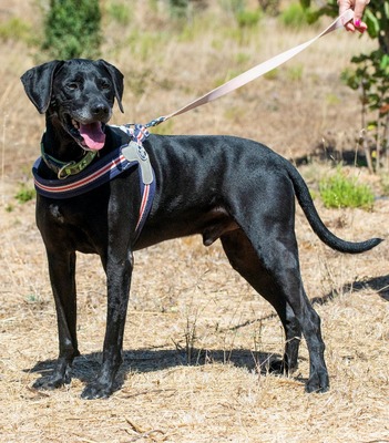 Amadeo - ein guter Kerl, Bracke-Labrador-Mix - Rüde