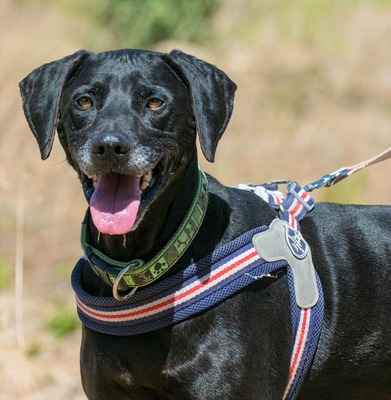 Amadeo - ein guter Kerl, Bracke-Labrador-Mix - Rüde