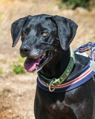 Amadeo - ein guter Kerl, Bracke-Labrador-Mix - Rüde