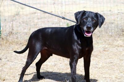 Amadeo - ein guter Kerl, Bracke-Labrador-Mix - Rüde