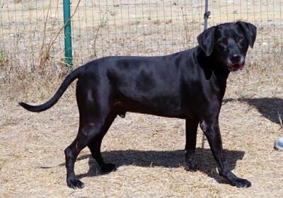 Amadeo - ein guter Kerl, Bracke-Labrador-Mix - Rüde