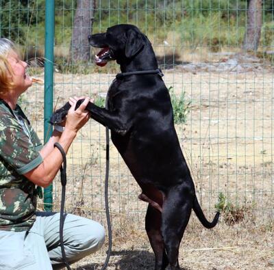 Amadeo - ein guter Kerl, Bracke-Labrador-Mix - Rüde