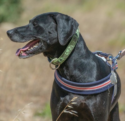 Amadeo - ein guter Kerl, Bracke-Labrador-Mix - Rüde