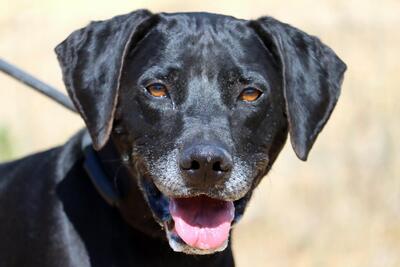 Amadeo - ein guter Kerl, Bracke-Labrador-Mix - Rüde