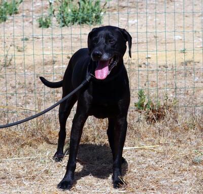 Amadeo - ein guter Kerl, Bracke-Labrador-Mix - Rüde