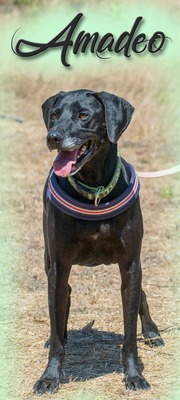 Amadeo - ein guter Kerl, Labrador-Mix - Rüde