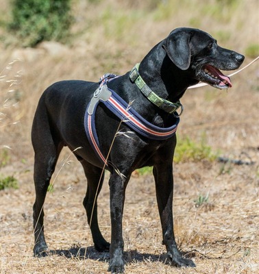 Amadeo - treuer Begleiter mit großem Herzen, Bracke-Labrador-Mix - Rüde