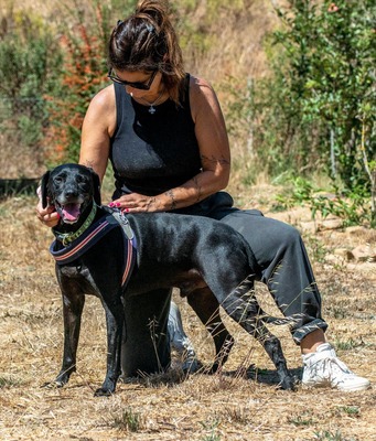 Amadeo - treuer Begleiter mit großem Herzen, Bracke-Labrador-Mix - Rüde