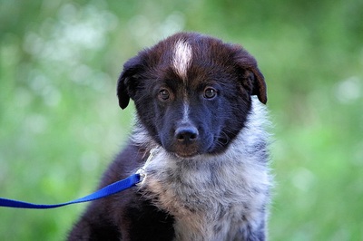 Amadeus, Mischling Welpen - Rüde