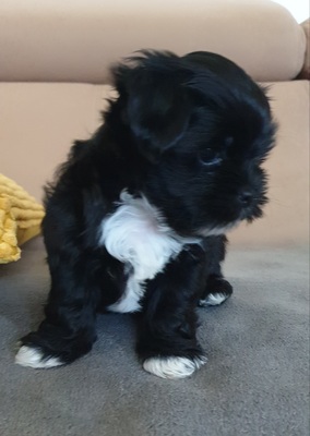 Amadeus vom Sonnenschein, Bolonka Zwetna Welpen - Rüde