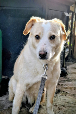 Amalfi - NOTFALL Österreich, Mischling - Hündin