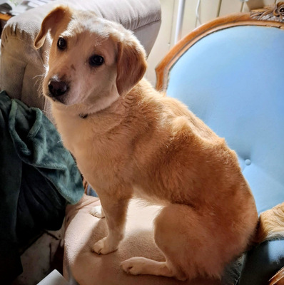 Amalfi - NOTFALL Österreich, Mischling - Hündin