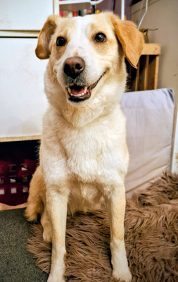 Amalfi - NOTFALL Österreich, Mischling - Hündin