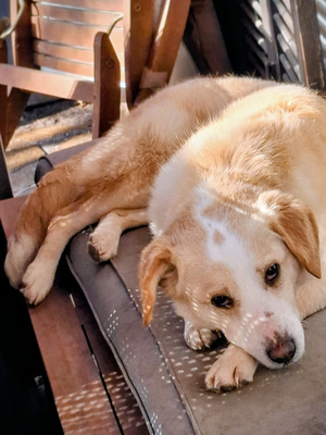 Amalfi - NOTFALL Österreich, Mischling - Hündin