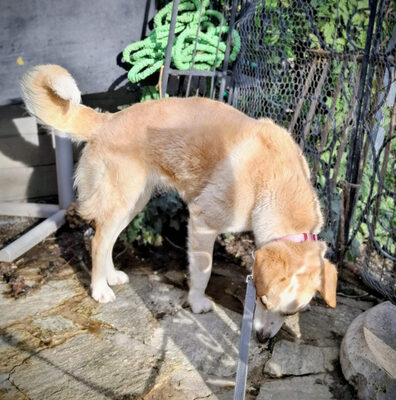 Amalfi - NOTFALL Österreich, Mischling - Hündin