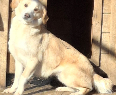 Amalfi sehnt sich nach einem liebevollen Zuhause, Mischling - Hündin