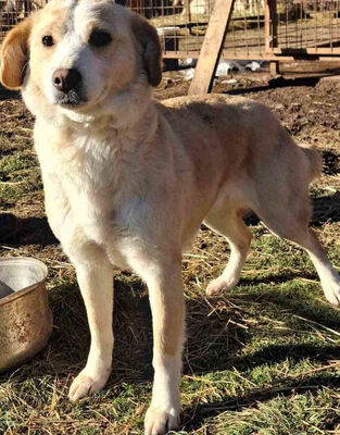 Amalfi sehnt sich nach einem liebevollen Zuhause, Mischling - Hündin