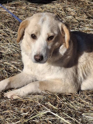 Amalfi sehnt sich nach einem liebevollen Zuhause, Mischling - Hündin