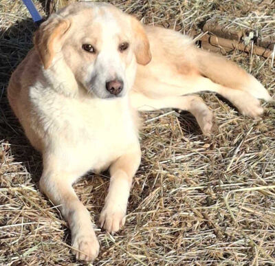 Amalfi sehnt sich nach einem liebevollen Zuhause, Mischling - Rüde
