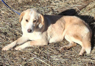 Amalfi sehnt sich nach einem liebevollen Zuhause, Mischling - Rüde