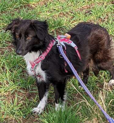 Amalia, Mix - Hündin