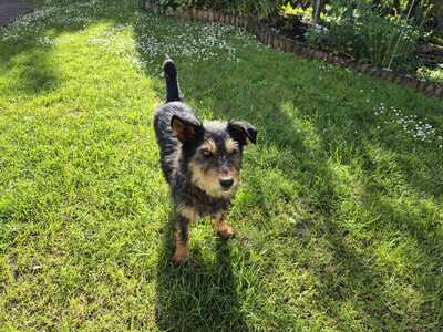 Amalie, Terrier-Mischling - Hündin