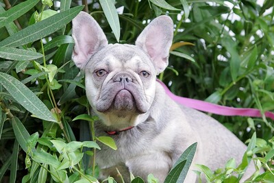 Amanda, Bulldoggen Welpen - Hündin