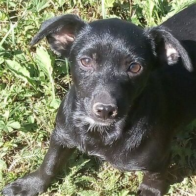 💥Amanda ist wirklich ein kleiner Glückstreffer💥, Welpen - Hündin