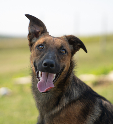 Amanda - verspielt, neugierig, lebhaft, menschenbezogen, intelligent, Mischling (Video-Link vorhanden) - Hündin