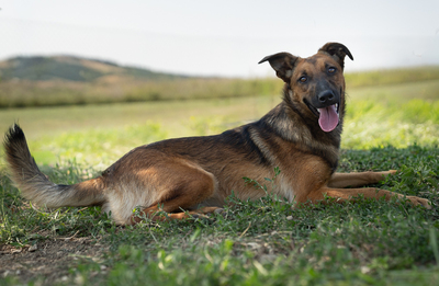 Amanda - verspielt, neugierig, lebhaft, menschenbezogen, intelligent, Mischling (Video-Link vorhanden) - Hündin
