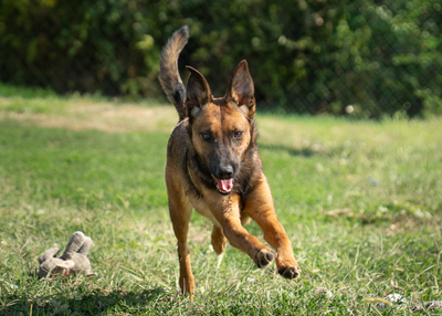 Amanda - verspielt, neugierig, lebhaft, menschenbezogen, intelligent, Mischling (Video-Link vorhanden) - Hündin