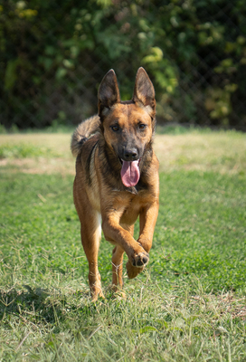 Amanda - verspielt, neugierig, lebhaft, menschenbezogen, intelligent, Mischling (Video-Link vorhanden) - Hündin