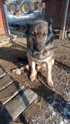 Amani, Mischling - Hündin