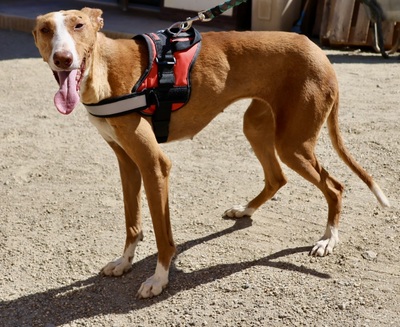 Amapola, Podenco Andaluz - Hündin