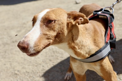 Amapola, Podenco Andaluz - Hündin