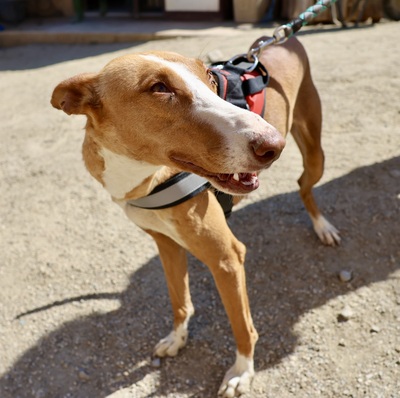 Amapola, Podenco Andaluz - Hündin