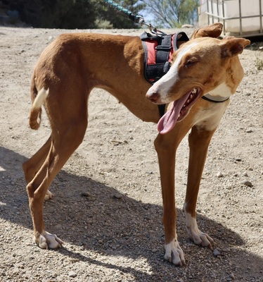 Amapola, Podenco Andaluz - Hündin