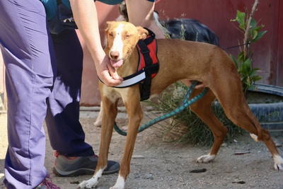 Amapola, Podenco Andaluz - Hündin