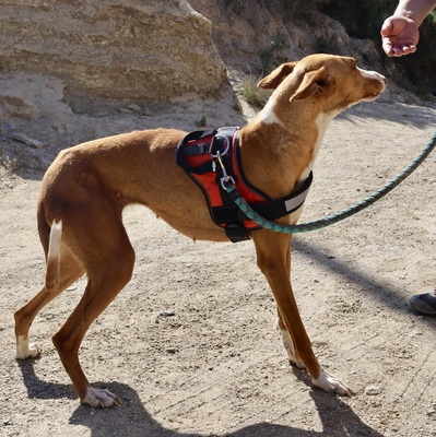 Amapola, Podenco Andaluz - Hündin
